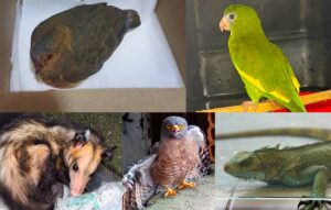 Imagem da notícia - Ipaam resgatou 389 animais silvestres em Manaus ao longo em 2025