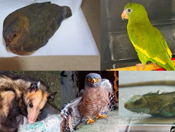 Ipaam resgatou 389 animais silvestres em Manaus ao longo em 2025