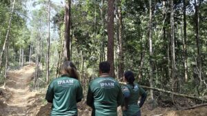 Imagem da notícia - Período do Defeso Florestal inicia nesta quinta-feira no Amazonas