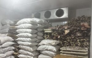 Imagem da notícia - Ipaam vai acionar MPAM após fiscalização identificar irregularidades em frigorífico de pescados de Manacapuru