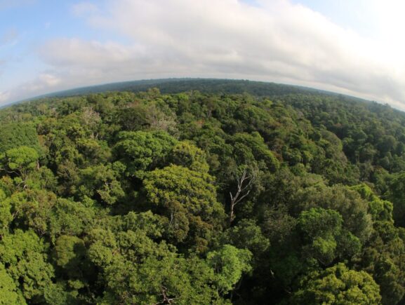 Desmatamento no Amazonas cai 56,4% em janeiro de 2026, aponta Inpe