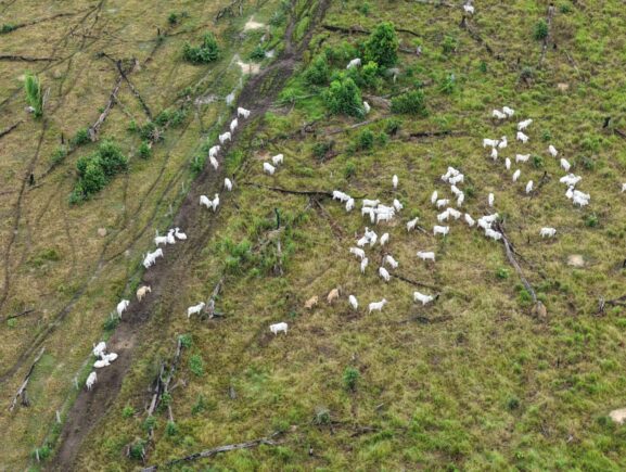 Operação Tamoiotatá 6: Ipaam autua três pessoas e aplica mais de R$ 1,7 milhão em multas em Humaitá