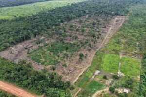 Operação Tamoiotatá 6: Ipaam aplica mais de R$ 585 mil em multas e embarga 115 hectares e…