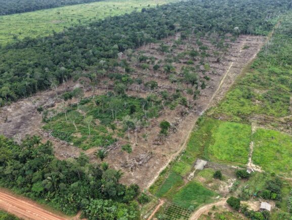 Operação Tamoiotatá 6: Ipaam aplica mais de R$ 585 mil em multas e embarga 115 hectares e…