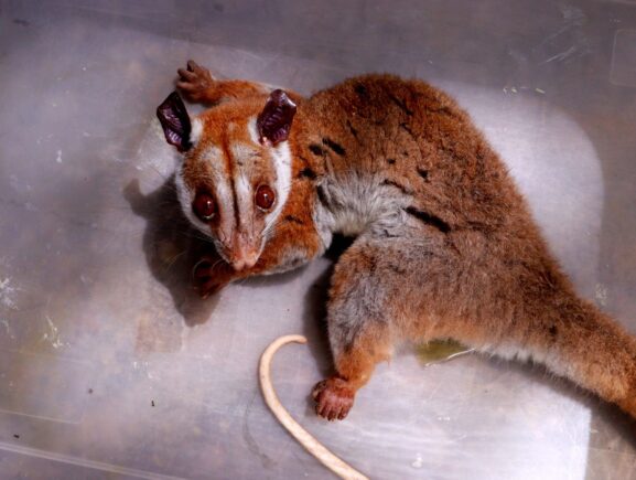 Aparecimento raro: cuíca-lanosa ferida é resgatada pelo Ipaam no bairro Chapada