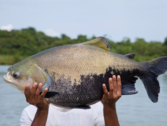 Período de defeso do tambaqui, iniciado em outubro, termina no Amazonas nesta terça-feira