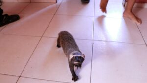 Furão-grande mantido em cativeiro por oito meses é resgatado pelo Ipaam no residencial Vi…