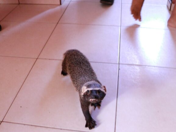 Furão-grande mantido em cativeiro por oito meses é resgatado pelo Ipaam no residencial Vi…