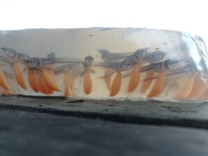 Ipaam autoriza pesca manejada de 15 mil larvas e alevinos de aruanã branco na Reserva Mam…