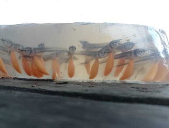 Ipaam autoriza pesca manejada de 15 mil larvas e alevinos de aruanã branco na Reserva Mam…