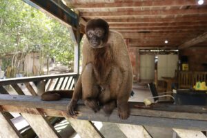 Imagem da notícia - Ipaam resgata macaco-barrigudo mantido em um sítio na BR-174