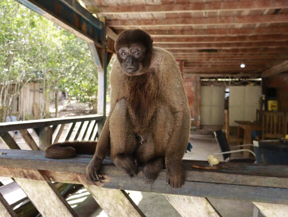 Ipaam resgata macaco-barrigudo mantido em um sítio na BR-174