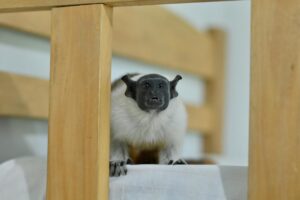 Símbolo de Manaus, sauim-de-coleira é resgatado pelo Ipaam no bairro Nova Cidade