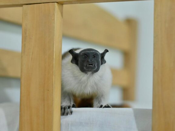 Símbolo de Manaus, sauim-de-coleira é resgatado pelo Ipaam no bairro Nova Cidade