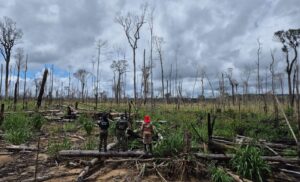 Ipaam conclui 3ª etapa da Operação Tamoiotatá 6 com mais de R$ 10 milhões em multas no su…