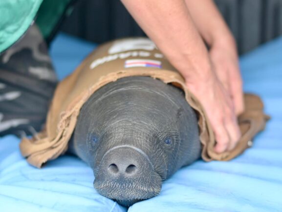 Ipaam resgata filhote de peixe-boi ferido por arpão em Itacoatiara