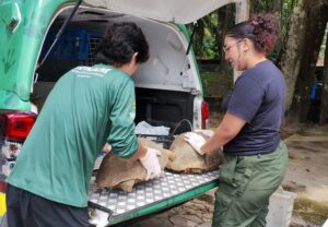 Operação contra cativeiros ilegais resgata mais de 50 animais silvestres na zona leste de…