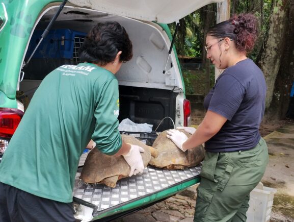 Operação contra cativeiros ilegais resgata mais de 50 animais silvestres na zona leste de…