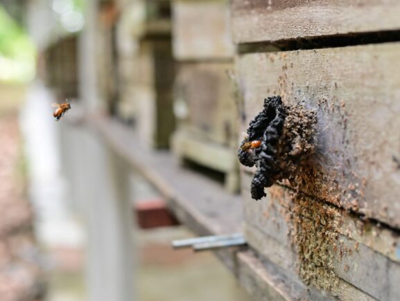 Ipaam realiza ação de regularização para criadores de abelhas sem ferrão em Parintins
