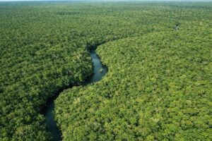 Desmatamento no Amazonas cai 30,1% no primeiro trimestre de 2026, aponta Inpe