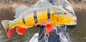 Ipaam reforça envio anual de relatório da pesca esportiva no Amazonas