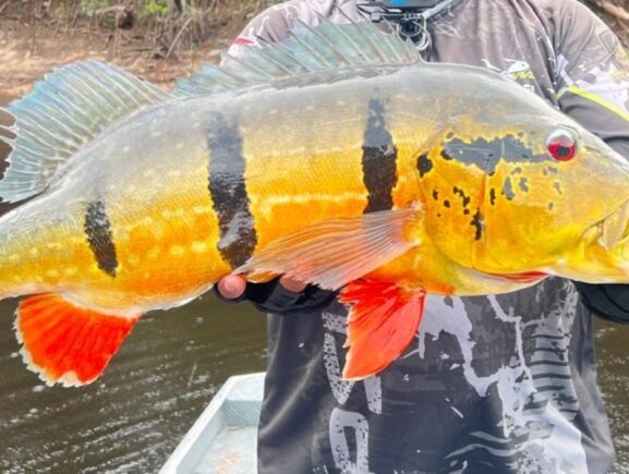 Ipaam reforça envio anual de relatório da pesca esportiva no Amazonas