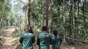 Ipaam encerra período de Defeso Florestal 2026 nesta sexta-feira em todo o estado