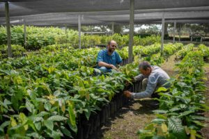 Do pasto à floresta produtiva: Ipaam licencia sistema agroflorestal em Careiro