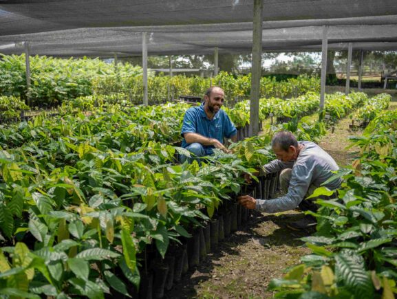 Do pasto à floresta produtiva: Ipaam licencia sistema agroflorestal em Careiro