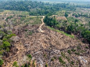 Ipaam aplica R$ 8,5 milhões em multas e embarga mais de 916 hectares na 13ª etapa da Oper…