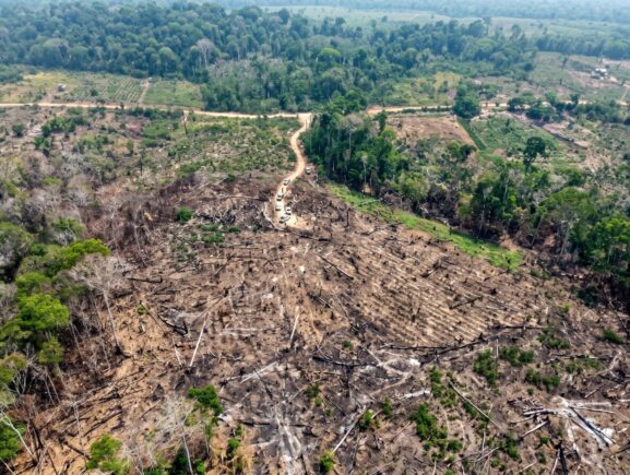 Ipaam aplica R$ 8,5 milhões em multas e embarga mais de 916 hectares na 13ª etapa da Oper…
